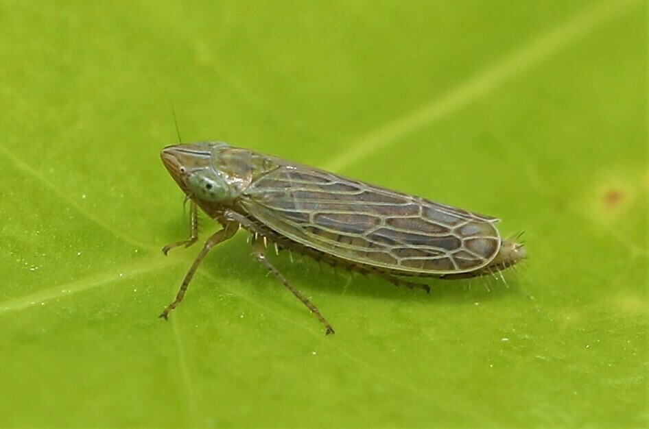 Laevicephalus sylvestris