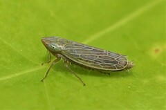 Laevicephalus sylvestris