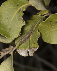 Polycleptidella chilensis