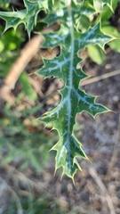 Argemone subfusiformis