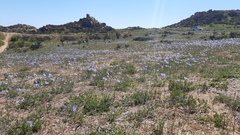 Leucocoryne coquimbensis