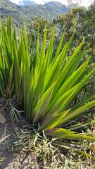 Furcraea andina