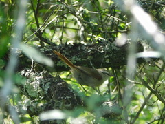 Cranioleuca pyrrhophia