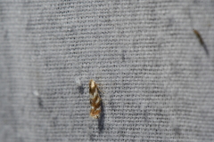 Bucculatrix canadensisella