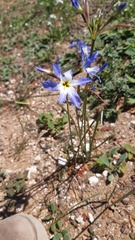 Leucocoryne coquimbensis