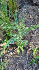 Argemone subfusiformis