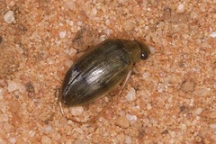 Berosus