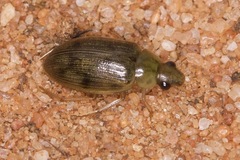 Berosus