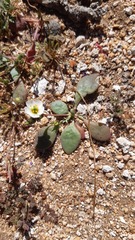 Cistanthe arenaria