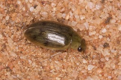 Berosus