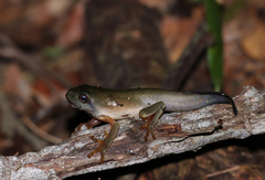 Agalychnis dacnicolor