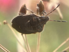 Trichopepla