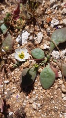 Cistanthe arenaria