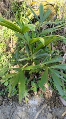 Calamus formosanus