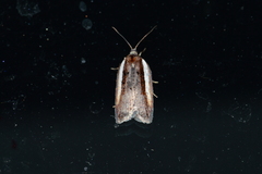 Acleris celiana
