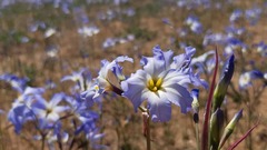 Leucocoryne coquimbensis