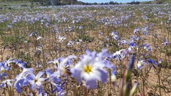 Leucocoryne coquimbensis