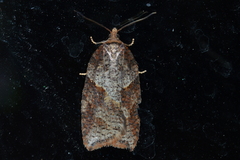 Acleris maccana