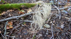 Equisetum sylvaticum