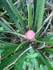 Ananas comosus bracteatus