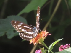 Limenitis sulpitia