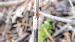Equisetum sylvaticum