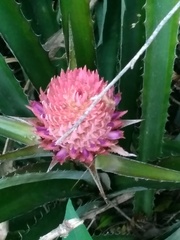 Ananas comosus bracteatus