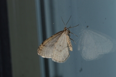 Operophtera bruceata