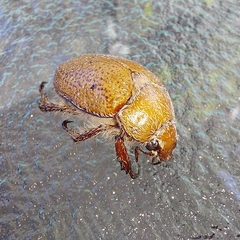 Anoplognathus velutinus
