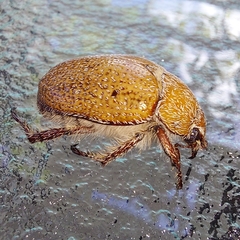 Anoplognathus velutinus