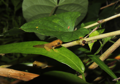 Tlalocohyla smithii