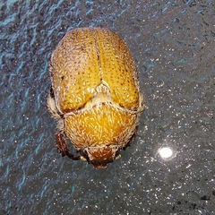 Anoplognathus velutinus