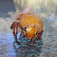 Anoplognathus velutinus