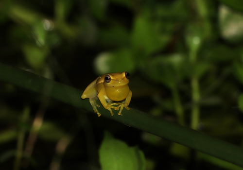 Tlalocohyla smithii