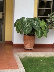 Philodendron gloriosum