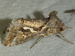 Chrysodeixis argentifera