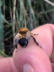 Anthophora aestivalis