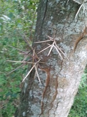 Gleditsia amorphoides