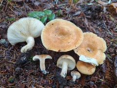 Lactarius subvillosus
