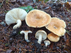 Lactarius subvillosus