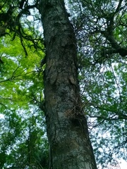 Gleditsia amorphoides