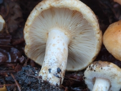 Lactarius subvillosus