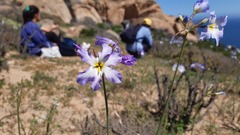 Leucocoryne coquimbensis