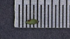 Digitaria longiflora