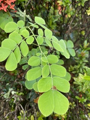 Pseudosamanea guachapele