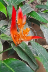 Heliconia psittacorum