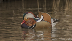 Aix galericulata