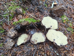 Rhizopogon