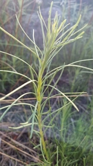 Vernonanthura nudiflora