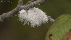 Prociphilus tessellatus